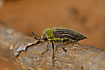 A very green beetle (Buprestidae indet)