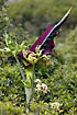 Photo ofDragon Arum (Dracunculus vulgaris). Photographer: 