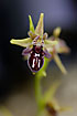 Photo ofCretan Bee Ophrys (Ophrys cretica). Photographer: 