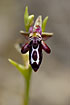 Foto af stlig Ophrys (Ophrys cretica). Fotograf: 