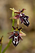Photo ofCretan Bee Ophrys (Ophrys cretica). Photographer: 