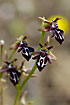 Foto af stlig Ophrys (Ophrys cretica). Fotograf: 