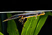 Photo ofAlpine Newt (Triturus alpestris). Photographer: 