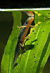 Alpine Newt male with mirror image in the water surface