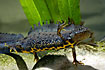 Foto af Stor Vandsalamander (Triturus cristatus). Fotograf: 