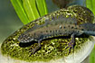Foto af Stor Vandsalamander (Triturus cristatus). Fotograf: 