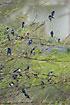 A large group of Swallows resting in the early morning
