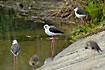 Black-winged Stilts at the edge of the lake