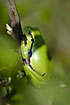 Tree frog hidden in the vegetation