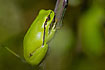 Tree frog hidden in the leaves at daytime