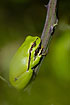 Tree frog on blacberry twig at daytime
