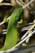 The largest - and greenest - lizard of Europe