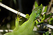 Foto af Smaragdfirben (Lacerta viridis). Fotograf: 