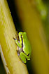 Tree Frog on bamboo in the daytime