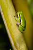 Tree frog on bamboo in the daytime