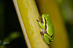 European tree frog on bamboo
