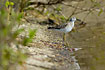 Wood Sandpiper looking for food