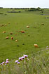 Highland cattle grazing on beach meadow