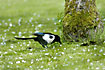 European Magpie looking for food between aple petals