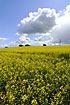 Rape field with beautiful cloud formations