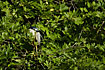 Night Heron partially hidden in canopy