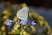 Holly Blue sucking nectar on forget-me-not

