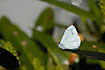 The ligth underside of a Holly Blue