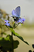 Photo ofHolly Blue (Celastrina argiolus). Photographer: 