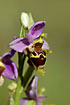 Photo ofLady-bird Ophrys (Ophrys heldreichii). Photographer: 