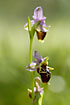 Photo ofLady-bird Ophrys (Ophrys heldreichii). Photographer: 