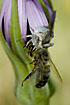 Spider has attacked and killed a honey bee