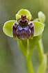 Photo ofBumble-bee Ophrys (Ophrys bombyliflora). Photographer: 
