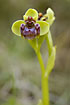 Foto af Humleflue-Ophrys (Ophrys bombyliflora). Fotograf: 