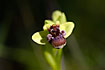 Foto af Humleflue-Ophrys (Ophrys bombyliflora). Fotograf: 