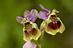 Photo ofSawfly Ophrys (Ophrys tenthredinifera). Photographer: 