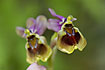 Sawfly Ophrys