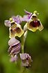 Photo ofSawfly Ophrys (Ophrys tenthredinifera). Photographer: 
