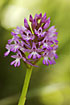 Photo ofPyramidal orchid (Anacamptis pyramidalis). Photographer: 