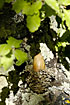 Acorn from a Valonia Oak tree