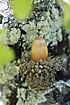 Photo ofValonia Oak (Quercus aegilops). Photographer: 
