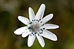 White cretan flower