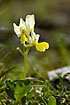Sparsely-flowered Orchid