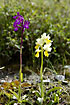 Sparsely-flowered Orchid and Cretan Orchid