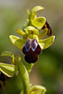 Foto af Mrkebrun Ophrys (Ophrys fusca). Fotograf: 