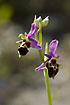 Foto af Kretensisk Sneppe-Ophrys (Ophrys heldreichii). Fotograf: 