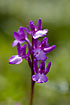 Photo ofCretan Orchid (Orchis boryi). Photographer: 