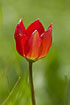 Foto af Cretan Tulip (Tulipa cretica ). Fotograf: 