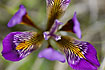 Cretan Iris close-up