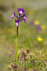 Photo ofCretan Orchid (Orchis boryi). Photographer: 