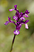 Cretan Orchid